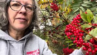 Sorbus americana mountainash [upl. by Latona]