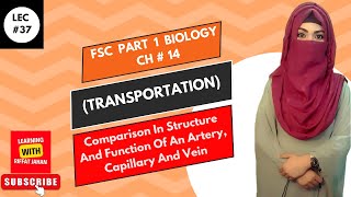 Ch14  Lec  37  Comparison between arteries veins and capillaries FSc Bio part 1 riffatjahan [upl. by Eadith218]