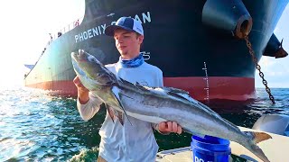 How to Catch Cobia CATCHCLEAN and COOK [upl. by Lindsy]