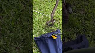 Big Healthy Red Belly shoots out of Garden wildlife snakeattak [upl. by Nivrek471]