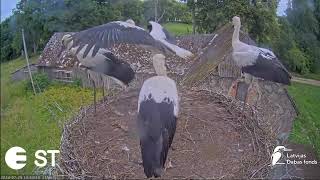 July252024 l Baltie stārķi Ciconia ciconia Tukuma novadā  LDF tiešraide White storks in Tukums [upl. by Nelli203]