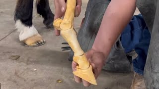 MUST WATCH if you own HORSES SUSPENSORY LIGAMENT INJURY HORSESHOE [upl. by Chabot]