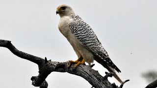 White Gyrfalcon nesting in Siberia [upl. by Llennahs514]