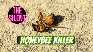 What is the silent killer of bees and what can you do about it [upl. by Fiedler]