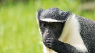 West African Roloway monkeys one of the most endangered species arrive UK Zoo [upl. by Vladamar]