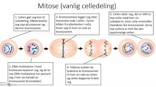 Meiose og mitose celledeling [upl. by Kermie]