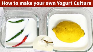 HOW TO MAKE YOGURT STARTER  CULTURE FROM SCRATCH  VERY DETAILED BEGINNER FRIENDLY METHOD [upl. by Halik910]