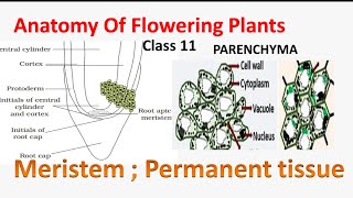 Anatomy of flowering plants class 11  Meristem amp Parenchyma  NEET  NCERT  State board [upl. by Ianteen]