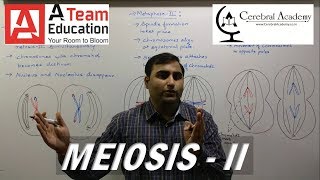 Meiosis 2  Cell Division  Class 10  Biology Class 11 [upl. by Einattirb294]