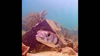 Coral City Camera  Porcupine Pufferfish Puff Puff Pass  11220 [upl. by Kentigerma]