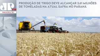 PRODUÇÃO DE TRIGO DEVE ALCANÇAR 361 MILHÕES DE TONELADAS NA ATUAL SAFRA NO PARANÁ [upl. by Xavier352]