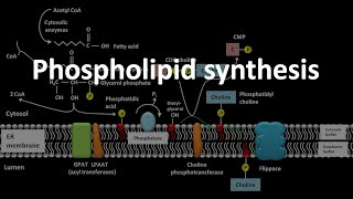 Phospholipid synthesis [upl. by Alyac]