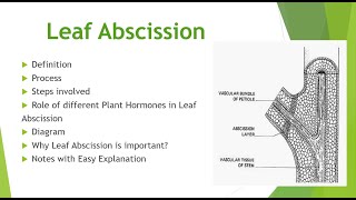 Leaf AbscissionProcessSteps involved Role of plant hormonesDiagram notes [upl. by Jasik988]