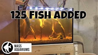 ADDING 125 TETRAS To My AQUARIUM A LOT of FISH [upl. by Bobbette]