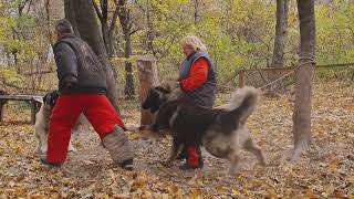 Caucasian Ovcharka Caucasian Shepherd caucasianshepherddog dogs [upl. by Acissehc925]