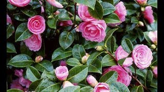 How to grow Camellia plant  how to care Camellia plant [upl. by Eetak751]