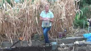 How to Plant Garlic [upl. by Pip]