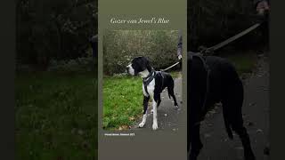 My Great Dane Gozer van Jewel’s Blue greatdane greatdanetv greatdanesunlimited [upl. by Orsini]