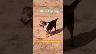 Merle The Dog has his first visit to Cohutta Pines Gun Range Cisco Georgia beagle MrPresident [upl. by Lotz171]