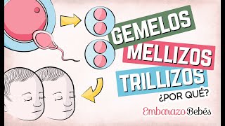 Por qué se forman GEMELOS MELLIZOS Y TRILLIZOS 👶🏼👶🏼 ¿Qué diferencia hay [upl. by Matejka622]