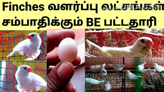 How to bread finchesfinches Breeding in tamil Finches வளர்ப்பு முறைsathankulam birds farm [upl. by Aisad969]