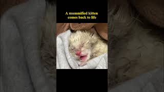 A mummified kitten comes back to life rescuekitten [upl. by Dolley651]