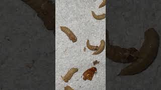 Day 67 Mealworm Farm Update – Growth amp Sustainability in Action 🐛🍃mealwormfarm mealwormfarm [upl. by Niatirb]