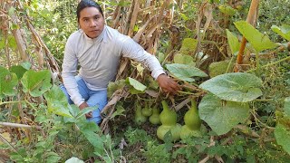 👉 Conozca la Planta De Tecomates  Mira Cómo lo vamos a Usar [upl. by Carleton]