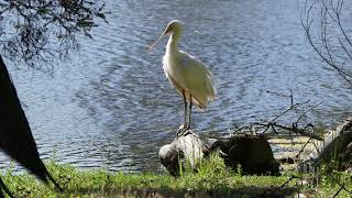 Yellowbilled Spoonbill [upl. by Donia663]