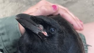 Woman raises crow and helps him return to the wild [upl. by Eelyah]