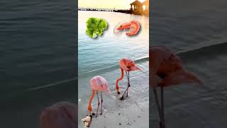 Interesting facts about flamingo Bird 🕊️ amazingfacts animals factsinhindi interestingfacts [upl. by Wilonah754]