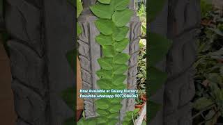 Rhaphidophora Creeper plant [upl. by Pammi]