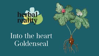 Goldenseal Rooting for Natural Health [upl. by Bozuwa]