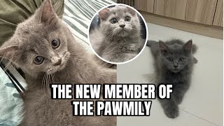 THE NEW MEMBER OF THE PAWMILYquot [upl. by Noremac690]