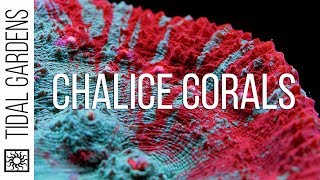 Chalice Coral Care Tips [upl. by Dorice162]