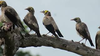 Wattled Starling call  sound [upl. by Trahurn]