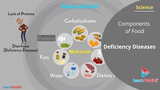 Components of Food Class 6 Science  Deficiency Diseases [upl. by Nesrac]