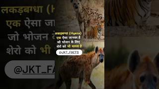 Lakadbagha Hyene Apne shikar ke liye Sher ko bhi maar deta hai jktfacts languhippocappedlangur [upl. by Tega]