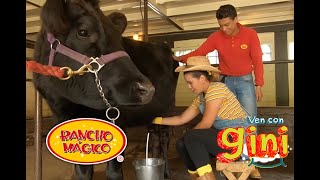 Ordeñar una vaca para niños  esquilar ovejas para niños  Rancho Mágico como llegar [upl. by Nomaj]