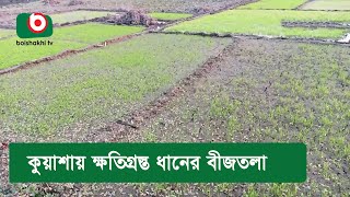 কুয়াশায় ক্ষতিগ্রস্ত ধানের বীজতলা [upl. by Tanya268]