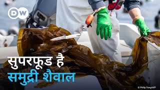 समुद्री शैवाल का खाने में इस्तेमाल पर्यावरण के लिए अच्छा Saving the world with algae [upl. by Burt]