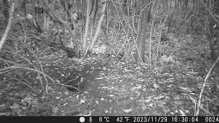 Japanese Raccoon Dogs Drop by the Sett of Japanese Badger around the Night of 1st Snow in Late Fall [upl. by Eceertal]