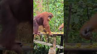 Orangutans Eating At Platform [upl. by Mendez]