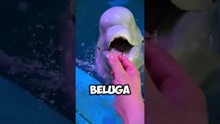 Why Do They Feed Beluga Whales Ice Cubes viral [upl. by Jefferson467]