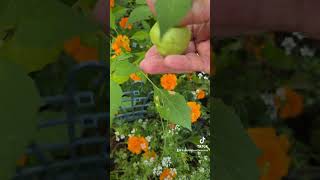 When to Harvest Tomatillos [upl. by Oinotla]