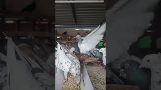 Best Roller Pigeon 💯AK Pigeon LoftBelti PuraKabootarYoutube Viral ShortsTrendingBirdsLike🕊️😍 [upl. by Laurentia349]