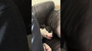 pitbullpuppy puppy pitbull dog KraZyKREW cutedog pitbulldog [upl. by Salli670]