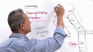 Immunology Lecture 11 Part 3 Immunologlobulins  structure and synthesis genetics [upl. by Tarah]