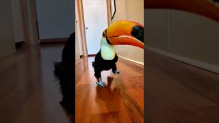 Cute toucans to boost your serotonin animals birds cute funny shorts cat [upl. by Karlis]