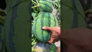 Dried Persimmon fruit satisfying fruitcutting watermelon amazing carving shorts viral facts [upl. by Hanser]